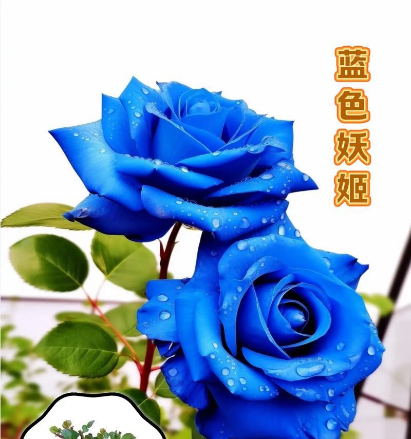 冰蓝色花的寓意是什么？冰蓝色花朵的花语有哪些？