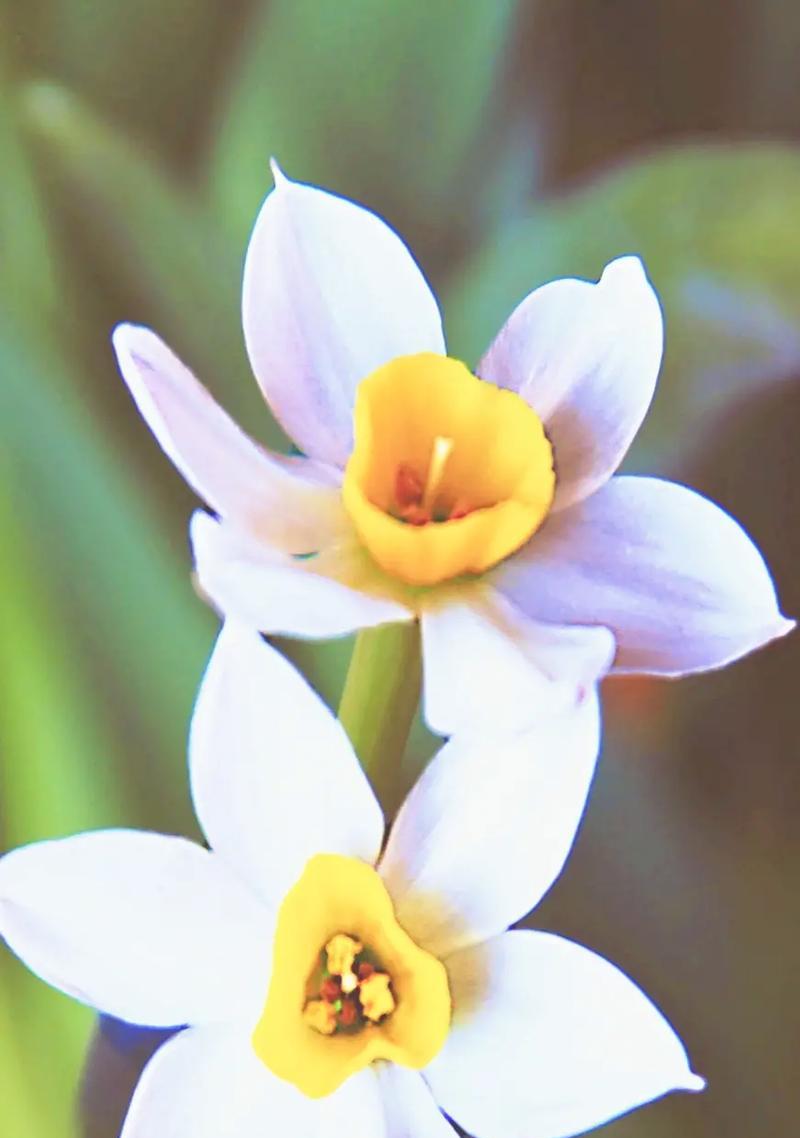 象征爱情长久的花水仙有哪些？它们的花语是什么？