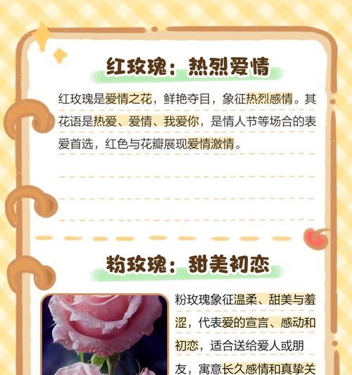 真玫瑰花送给老人有何寓意？它的象征意义是什么？