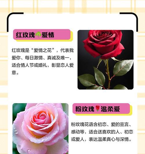 真玫瑰花送给老人有何寓意？它的象征意义是什么？