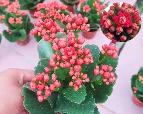 长寿花有哪些特点？长寿花的寓意是什么？