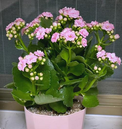 长寿花有哪些特点？长寿花的寓意是什么？