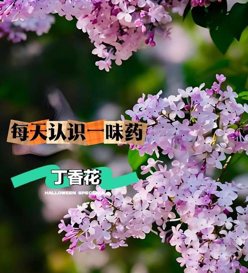 万圣节象征的花有哪些？万圣节的花语是什么？