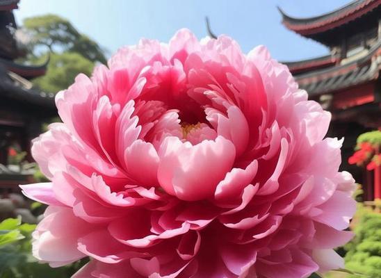 花的寓意能象征富贵吗？哪些花寓意象征富贵？