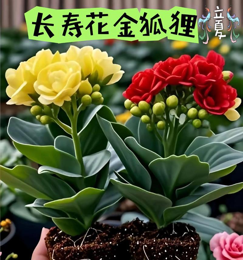 黄色花朵通常象征什么？