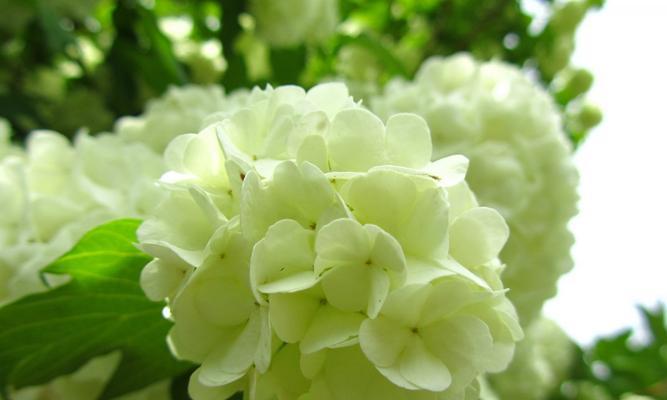 绿色绣球花的寓意是什么？它象征着什么？