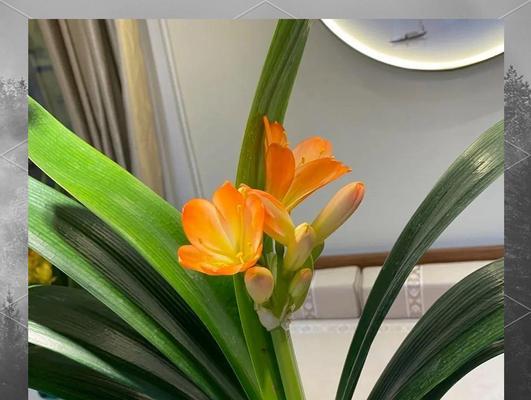 春节适合摆放哪些寓意吉利的花？