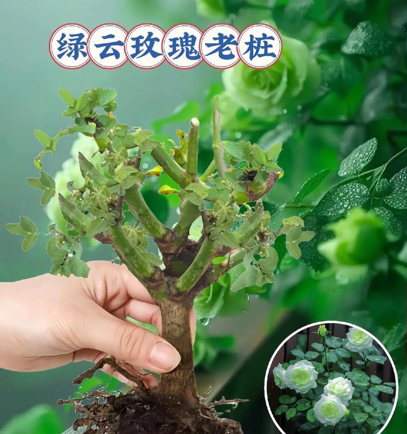 绿色苏格兰玫瑰花有什么寓意？它的花语是什么？