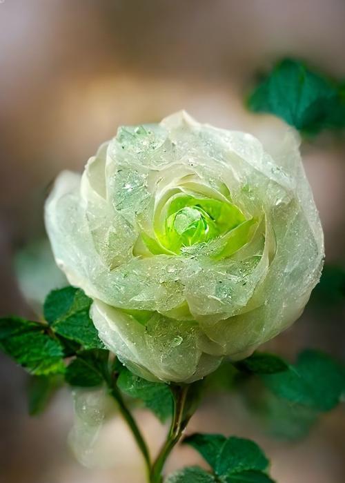 绿色苏格兰玫瑰花有什么寓意？它的花语是什么？