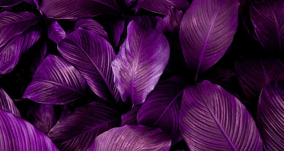 紫色树叶和花的寓意是什么？紫色的树叶和花象征什么？