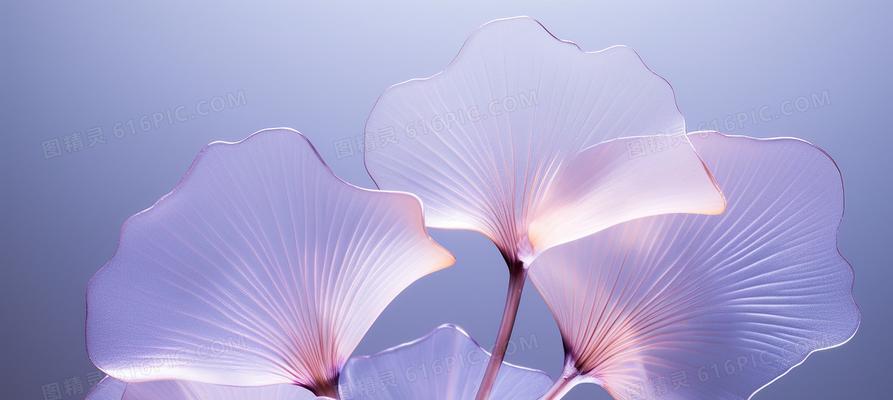紫色树叶和花的寓意是什么？紫色的树叶和花象征什么？