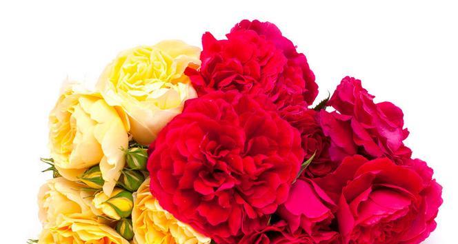 黄色和红色玫瑰花的寓意是什么？黄红玫瑰花的含义是什么？
