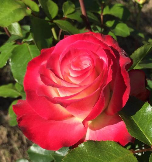 黄色和红色玫瑰花的寓意是什么？黄红玫瑰花的含义是什么？