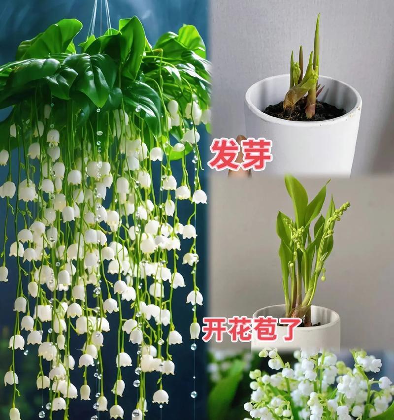 手捧花铃兰花寓意何在？铃兰花在手捧花中的含义是什么？