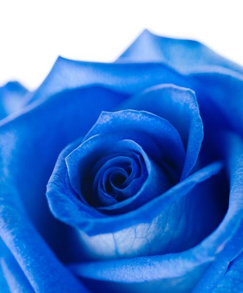 蓝色玫瑰花颜色代表什么？蓝色玫瑰花的特殊含义是什么？