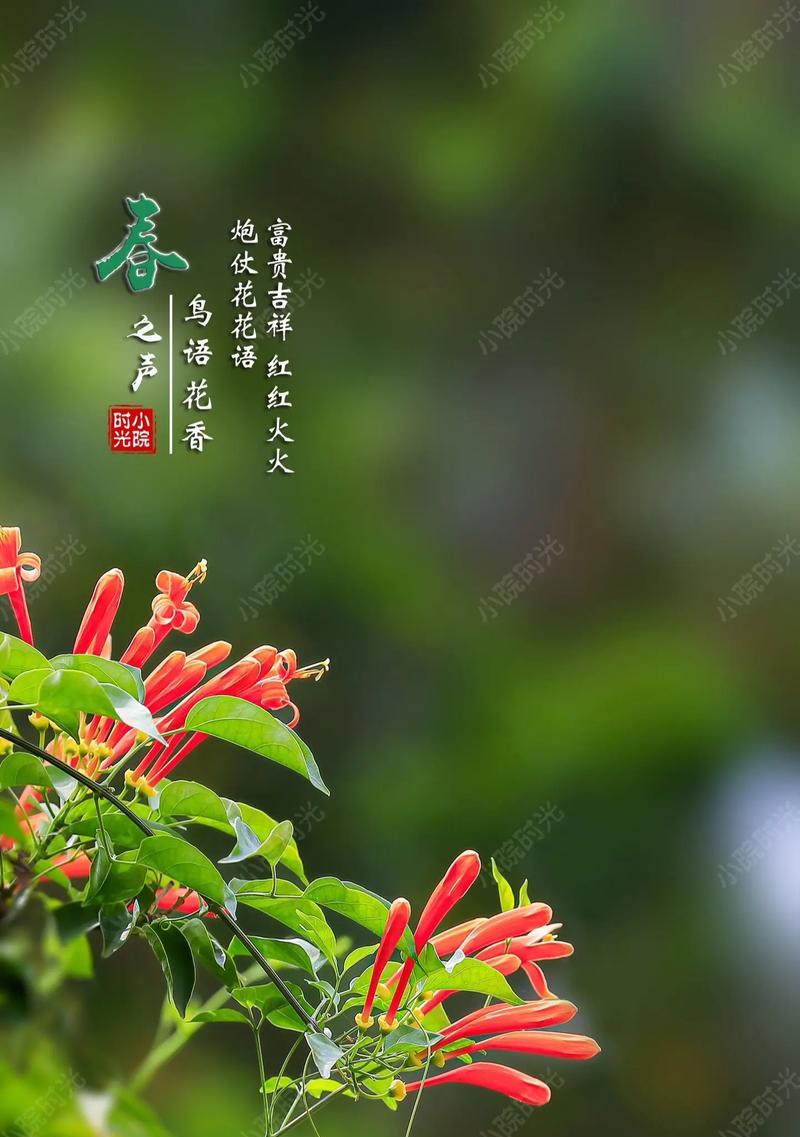 哪些花带有富贵吉祥的寓意？它们的花语是什么？
