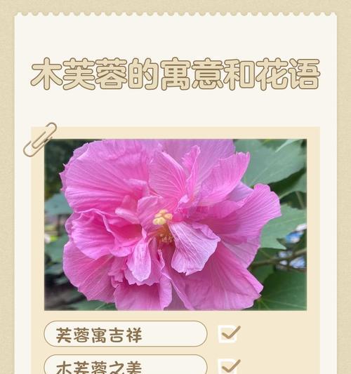 哪些花带有富贵吉祥的寓意？它们的花语是什么？