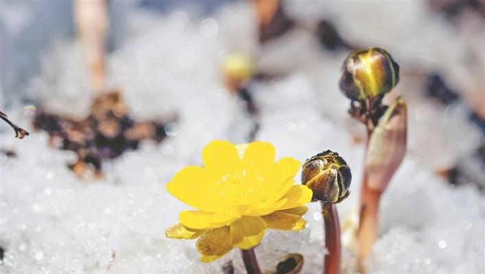 冰凌花寓意着什么？冰凌花在爱情中的象征是什么？