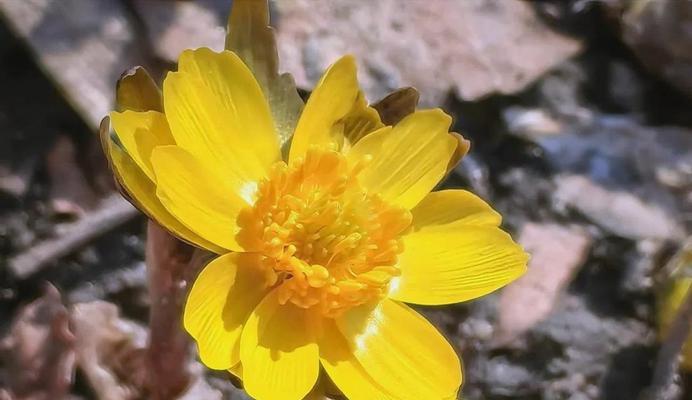 冰凌花寓意着什么？冰凌花在爱情中的象征是什么？