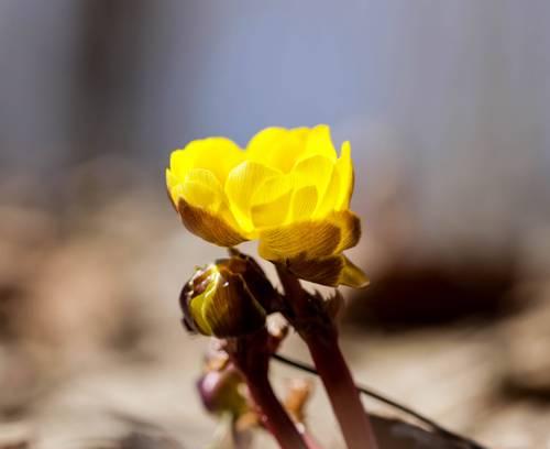 冰凌花寓意着什么？冰凌花在爱情中的象征是什么？