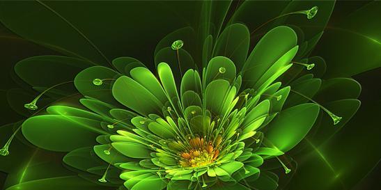 绿色花象征什么？永久的花绿色含义是什么？