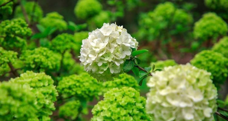 绿色花象征什么？永久的花绿色含义是什么？