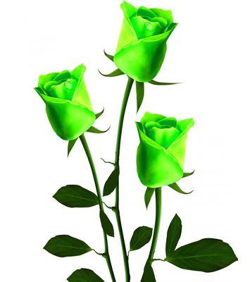 绿色花象征什么？永久的花绿色含义是什么？