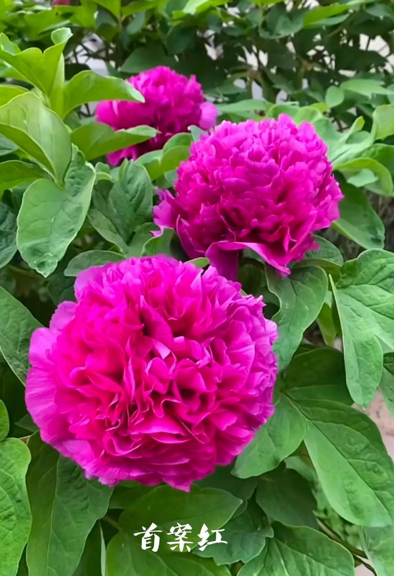 琉璃咖色牡丹花的寓意是什么？牡丹花的花语有哪些？