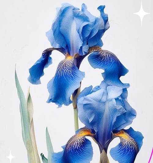 哪种花象征对爱情的思念？它的寓意是什么？