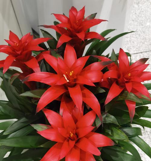 哪种植物花象征鸿运当头？