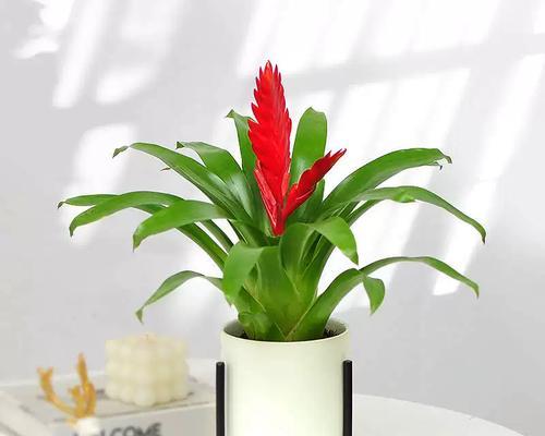 哪种植物花象征鸿运当头？
