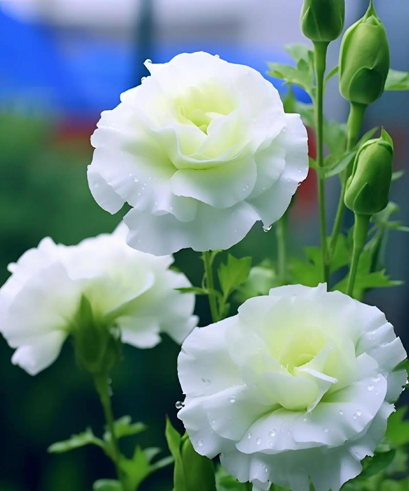 寓意浪漫的花是什么？浪漫花的花语有哪些？