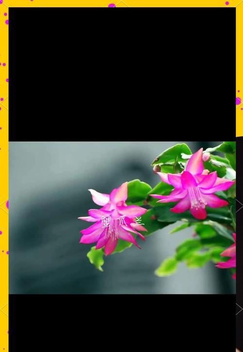 彩色花通常象征着什么？