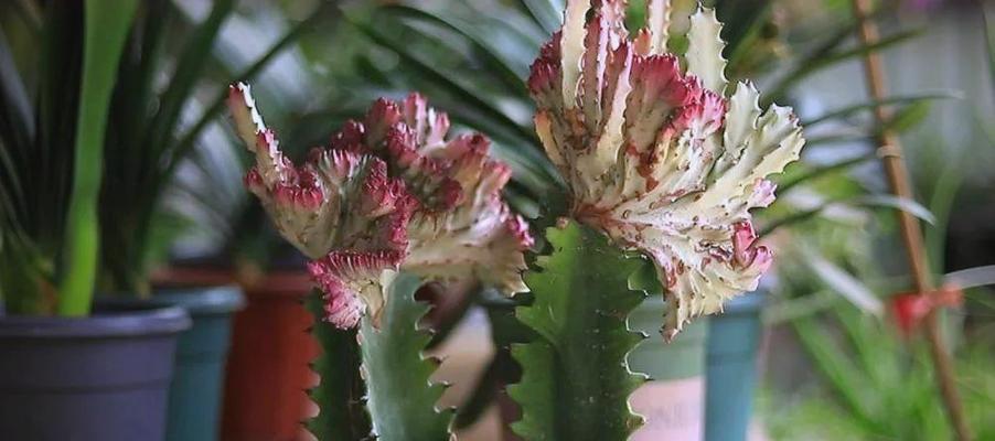 哪些花既好养又有吉祥寓意？节节高寓意的花卉有哪些？