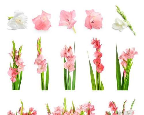 哪些花既好养又有吉祥寓意？节节高寓意的花卉有哪些？