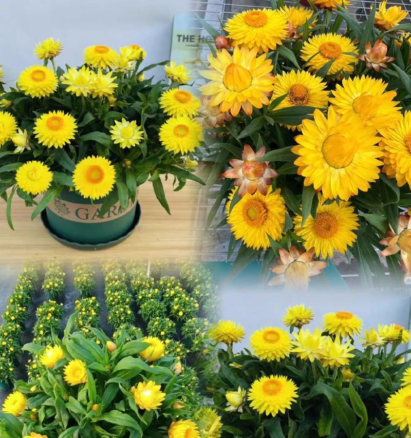 黄色花有哪些花语？黄色花的寓意是什么？