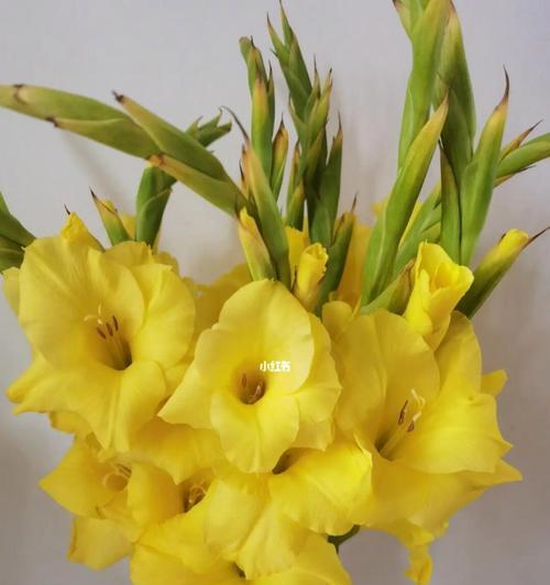 黄色花有哪些花语？黄色花的寓意是什么？