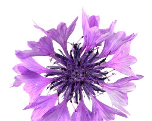 紫色与白色花的寓意是什么？紫色和白色花朵代表什么？