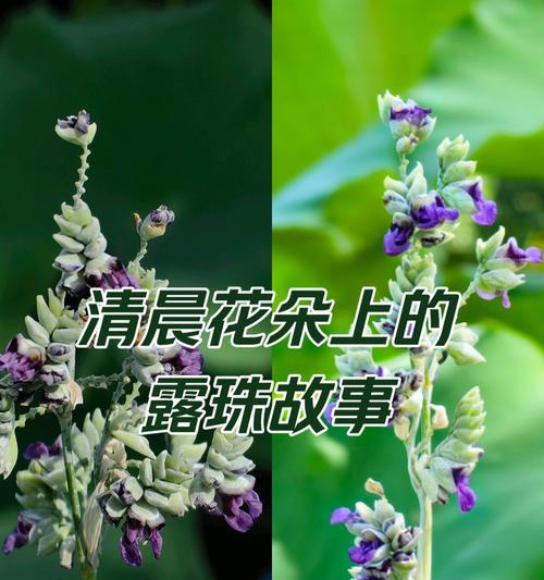 节气花语有哪些？