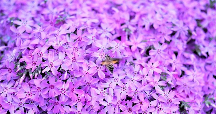 深紫色花朵通常有什么特别的寓意？