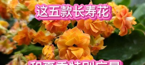 橙色花朵传递了哪些信息？