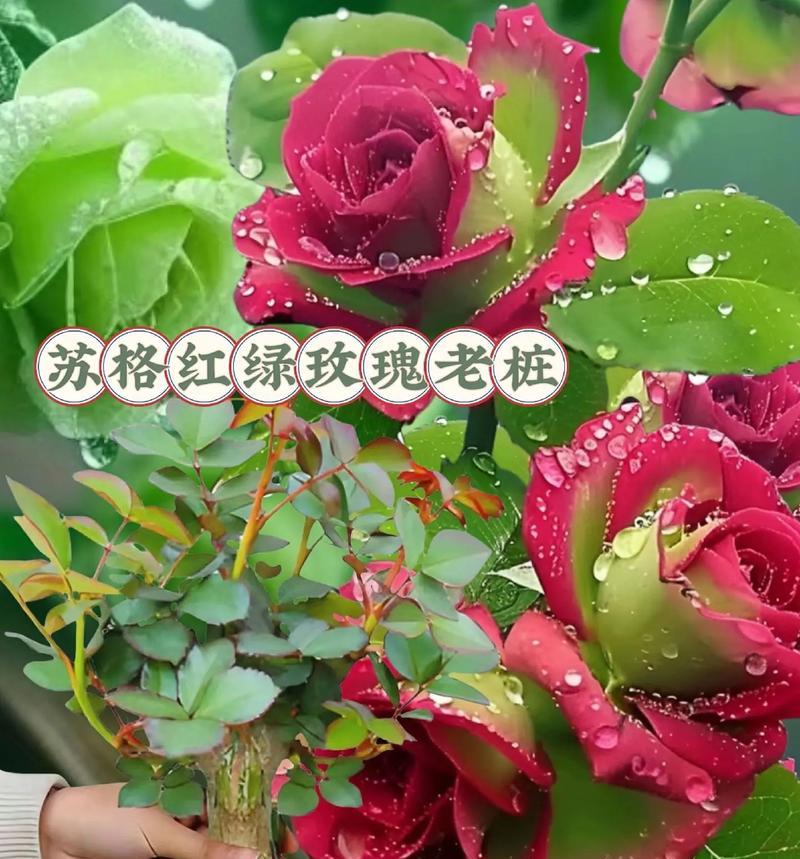 绿色玫瑰花代表什么？它的象征意义有哪些？