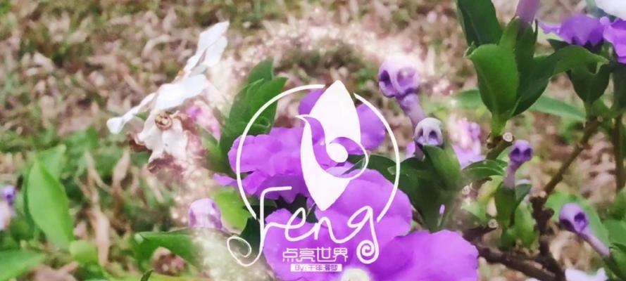 紫色茉莉花的花语是什么？它们在花束中的作用如何？