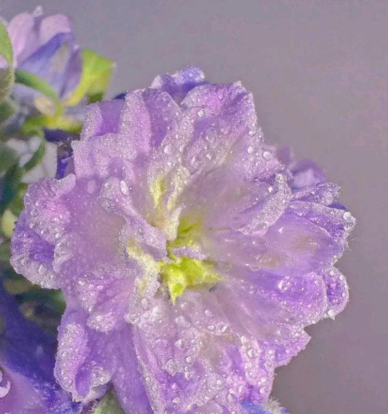紫色的花寓意和象征是什么？紫色花朵代表的含义有哪些？