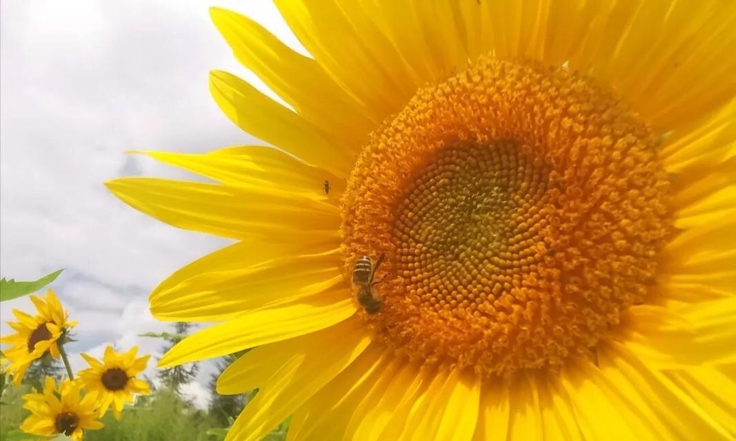 毕节地区的花语谜语有哪些？如何解读这些花语谜语？