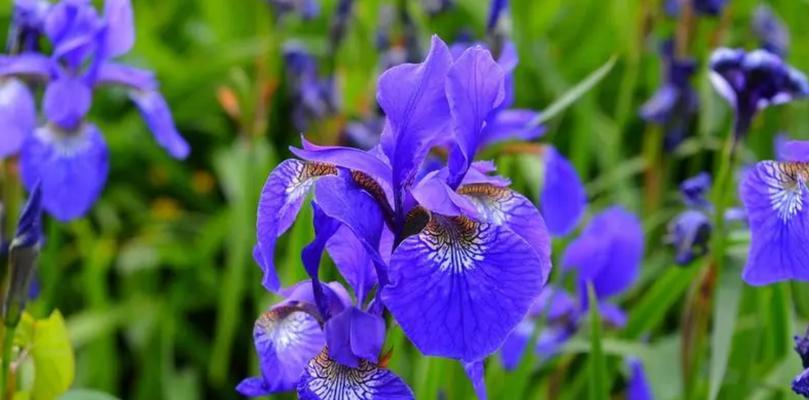 紫红色花的花语是什么？它象征着什么？