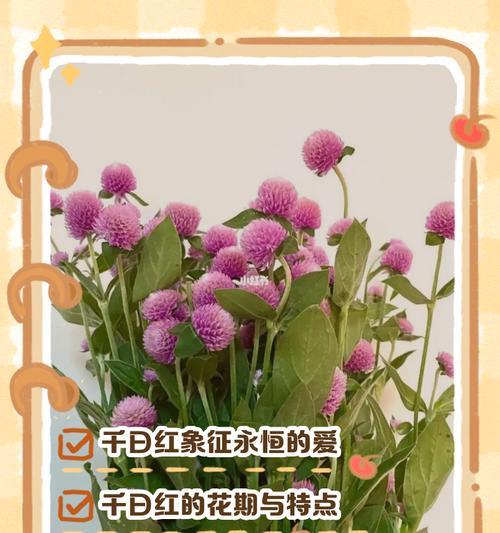 紫红色花的花语是什么？它象征着什么？