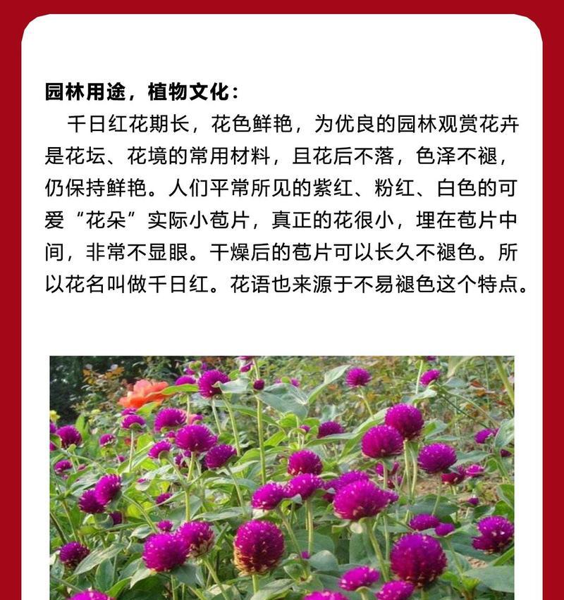 紫红色花的花语是什么？它象征着什么？