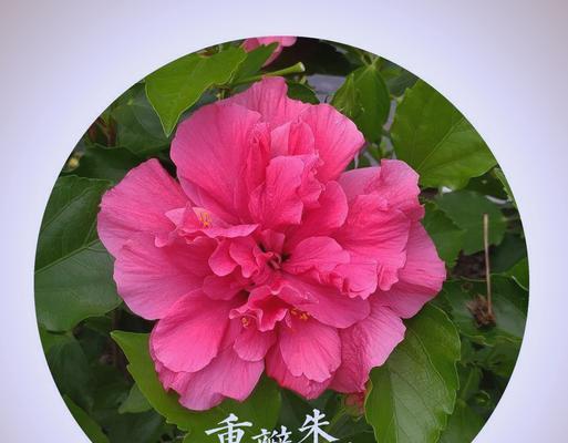 扶桑花除了红色还有哪些颜色及其含义？