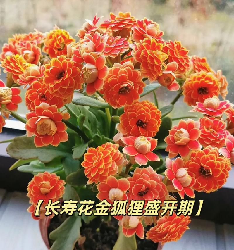 长寿花的花语和象征意义是什么？它代表了什么？